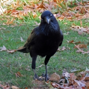 Corvus coronoides at Paddys River, ACT - 10 Apr 2018