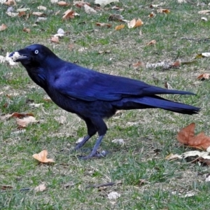 Corvus coronoides at Paddys River, ACT - 10 Apr 2018