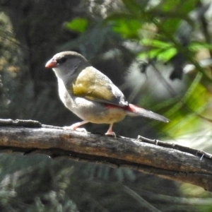 Neochmia temporalis at Paddys River, ACT - 10 Apr 2018