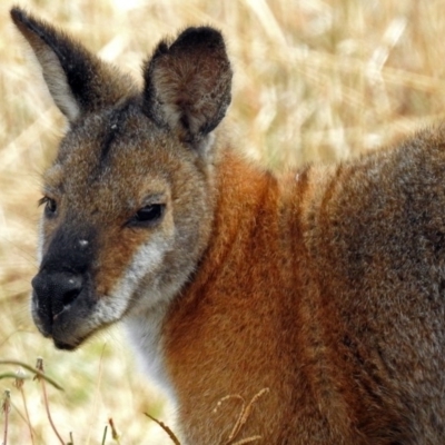 Notamacropus rufogriseus (Red-necked Wallaby) at Paddys River, ACT - 10 Apr 2018 by RodDeb