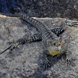 Intellagama lesueurii howittii at Uriarra Village, ACT - 10 Apr 2018