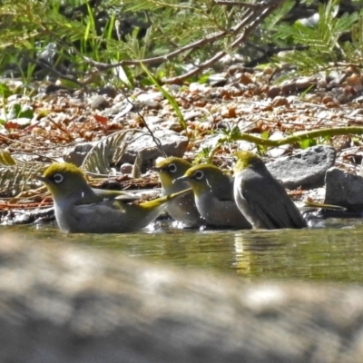 Zosterops lateralis (Silvereye) at Paddys River, ACT - 10 Apr 2018 by RodDeb