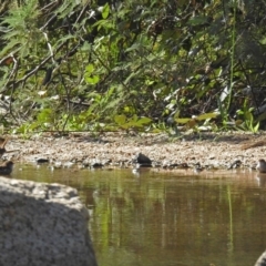 Malurus cyaneus at Paddys River, ACT - 10 Apr 2018