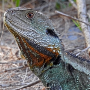 Intellagama lesueurii howittii at Paddys River, ACT - 10 Apr 2018 04:01 PM