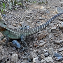 Intellagama lesueurii howittii at Paddys River, ACT - 10 Apr 2018 04:01 PM