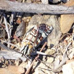 Apina callisto (Pasture Day Moth) at Deakin, ACT - 8 Apr 2018 by JackyF