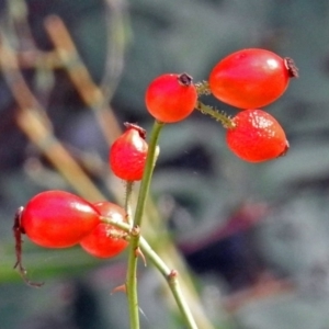 Rosa rubiginosa at Uriarra Village, ACT - 10 Apr 2018