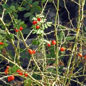 Rosa rubiginosa at Uriarra Village, ACT - 10 Apr 2018 02:01 PM