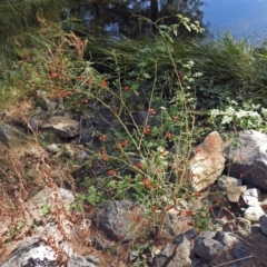 Rosa rubiginosa at Uriarra Village, ACT - 10 Apr 2018 02:01 PM