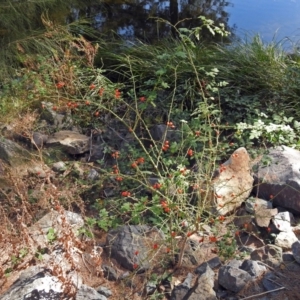 Rosa rubiginosa at Uriarra Village, ACT - 10 Apr 2018