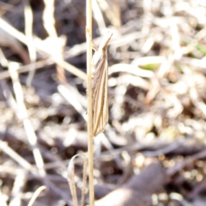 Hednota species near grammellus at Deakin, ACT - 5 Apr 2018