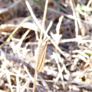 Hednota species near grammellus at Deakin, ACT - 5 Apr 2018