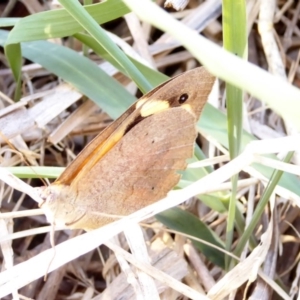 Heteronympha merope at Deakin, ACT - 5 Apr 2018 03:55 PM