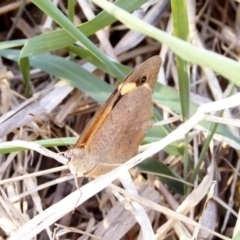 Heteronympha merope at Deakin, ACT - 5 Apr 2018 03:55 PM