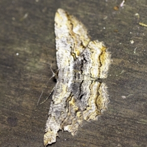 Scioglyptis lyciaria at O'Connor, ACT - 18 Mar 2018 10:19 PM