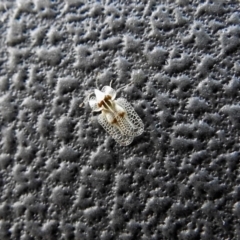 Corythucha ciliata at Paddys River, ACT - 10 Apr 2018 02:33 PM