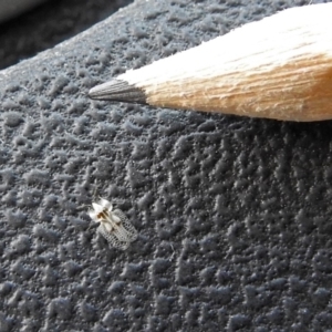 Corythucha ciliata at Paddys River, ACT - 10 Apr 2018 02:33 PM