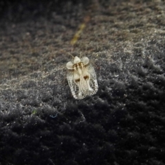 Corythucha ciliata at Paddys River, ACT - 10 Apr 2018 02:33 PM