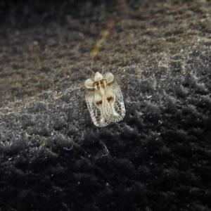 Corythucha ciliata at Paddys River, ACT - 10 Apr 2018