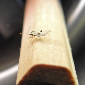 Corythucha ciliata at Paddys River, ACT - 10 Apr 2018 02:33 PM