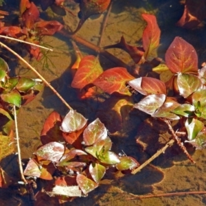 Ludwigia palustris at Paddys River, ACT - 10 Apr 2018