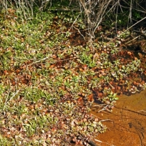 Ludwigia palustris at Paddys River, ACT - 10 Apr 2018