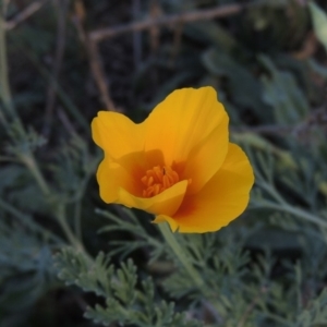 Eschscholzia californica at Tennent, ACT - 14 Mar 2018