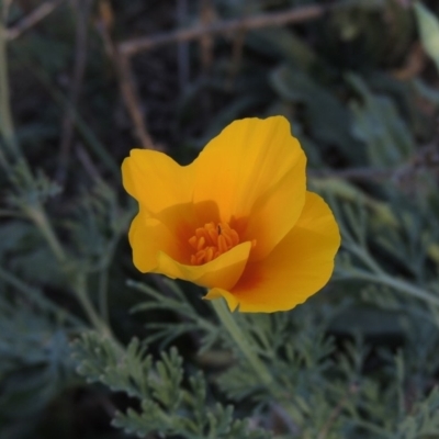 Eschscholzia californica (California Poppy) at Tennent, ACT - 14 Mar 2018 by MichaelBedingfield