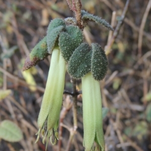 Correa reflexa var. reflexa at Tennent, ACT - 14 Mar 2018