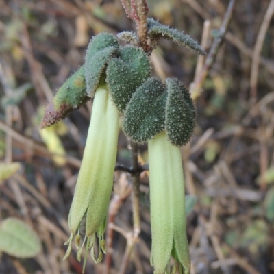 Correa reflexa var. reflexa (Common Correa, Native Fuchsia) at Tennent, ACT - 14 Mar 2018 by michaelb