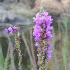 Lythrum salicaria (Purple Loosestrife) at Tennent, ACT - 14 Mar 2018 by michaelb