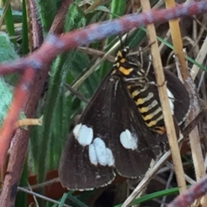 Nyctemera amicus at Googong, NSW - 1 Apr 2018 08:11 AM