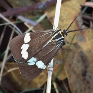 Nyctemera amicus at Googong, NSW - 1 Apr 2018