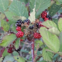 Rubus anglocandicans (Blackberry) at Tennent, ACT - 14 Mar 2018 by michaelb