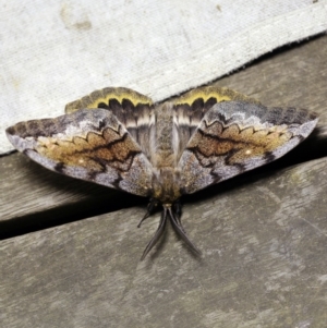 Chelepteryx collesi at O'Connor, ACT - 11 Apr 2018