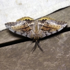 Chelepteryx collesi at O'Connor, ACT - 11 Apr 2018