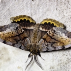 Chelepteryx collesi at O'Connor, ACT - 11 Apr 2018