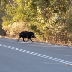 Sus scrofa (Wild Boar, Feral Pig) at Paddys River, ACT - 12 Apr 2018 by ajc