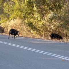 Sus scrofa at Paddys River, ACT - suppressed