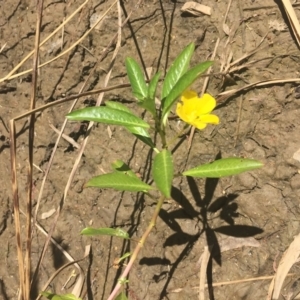 Ludwigia peploides subsp. montevidensis at O'Connor, ACT - 17 Feb 2018 12:19 PM