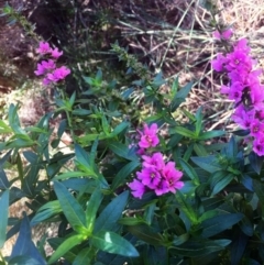 Lythrum salicaria (Purple Loosestrife) at Banksia Street Wetland Corridor - 17 Feb 2018 by ibaird