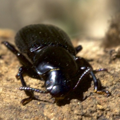 Promethis sp. (genus) (Promethis darkling beetle) at Ainslie, ACT - 11 Apr 2018 by jb2602