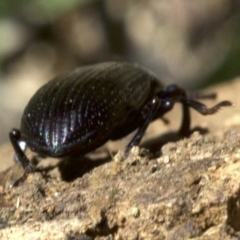 Promethis sp. (genus) at Ainslie, ACT - 11 Apr 2018 12:39 PM