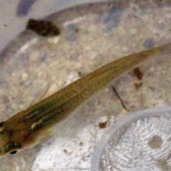 Gambusia holbrooki (Gambusia, Plague minnow, Mosquito fish) at Dickson Wetland - 11 Apr 2018 by jb2602