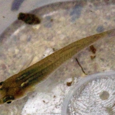 Gambusia holbrooki (Gambusia, Plague minnow, Mosquito fish) at Dickson, ACT - 11 Apr 2018 by jbromilow50