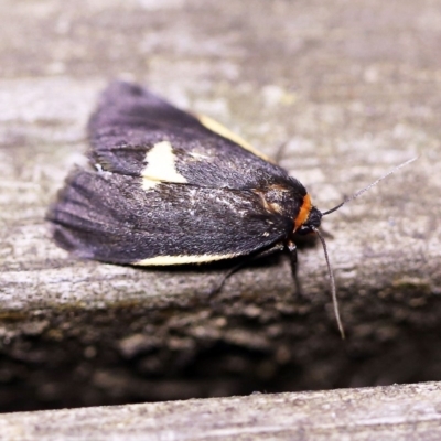 Castulo doubledayi (Doubleday's Footman) at O'Connor, ACT - 18 Mar 2018 by ibaird