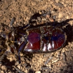 Aulacocyclus edentulus (Passalid beetle) at Ainslie, ACT - 11 Apr 2018 by jb2602