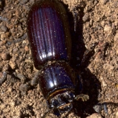 Aulacocyclus edentulus at Ainslie, ACT - 11 Apr 2018 12:34 PM