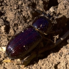 Aulacocyclus edentulus at Ainslie, ACT - 11 Apr 2018 12:34 PM