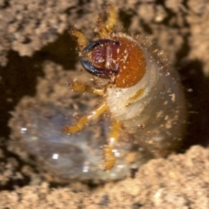 Passalidae (family) at Ainslie, ACT - 11 Apr 2018